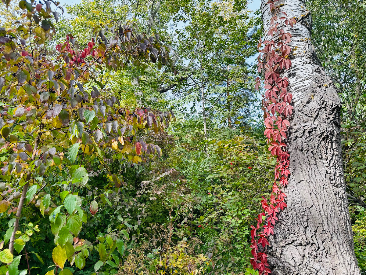 Яркие краски на деревьях. Фото автора 