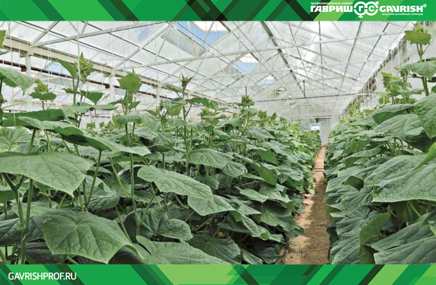 ОГУРЕЦ F1 КУРАЖ от ГАВРИШПРОФ в профессиональной теплице