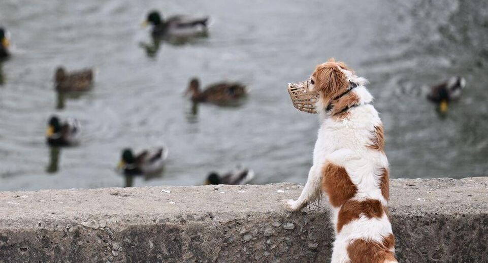    РИА «Новости»