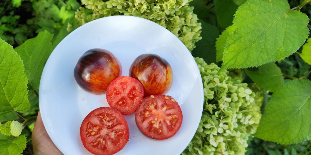 Посадил и забыл: мой любимый некапризный томат с экзотической внешностью