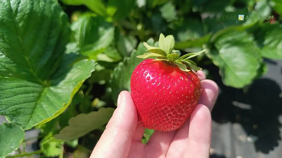 Фото:© Артем Борисов / Glavagronom.ru
Садовая земляника в ОАЭ будет выращиваться на саратовских экоудобрениях