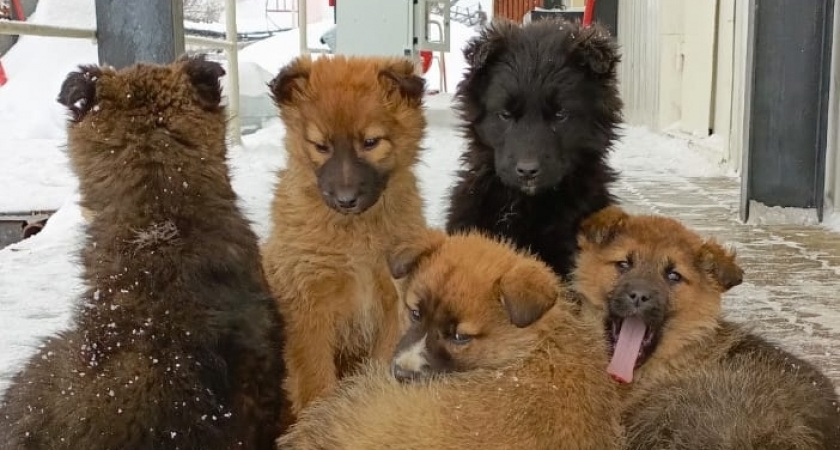    "Идеальный" пес: 5 самых здоровых пород собак, с которыми минимум проблем, назвали генетики