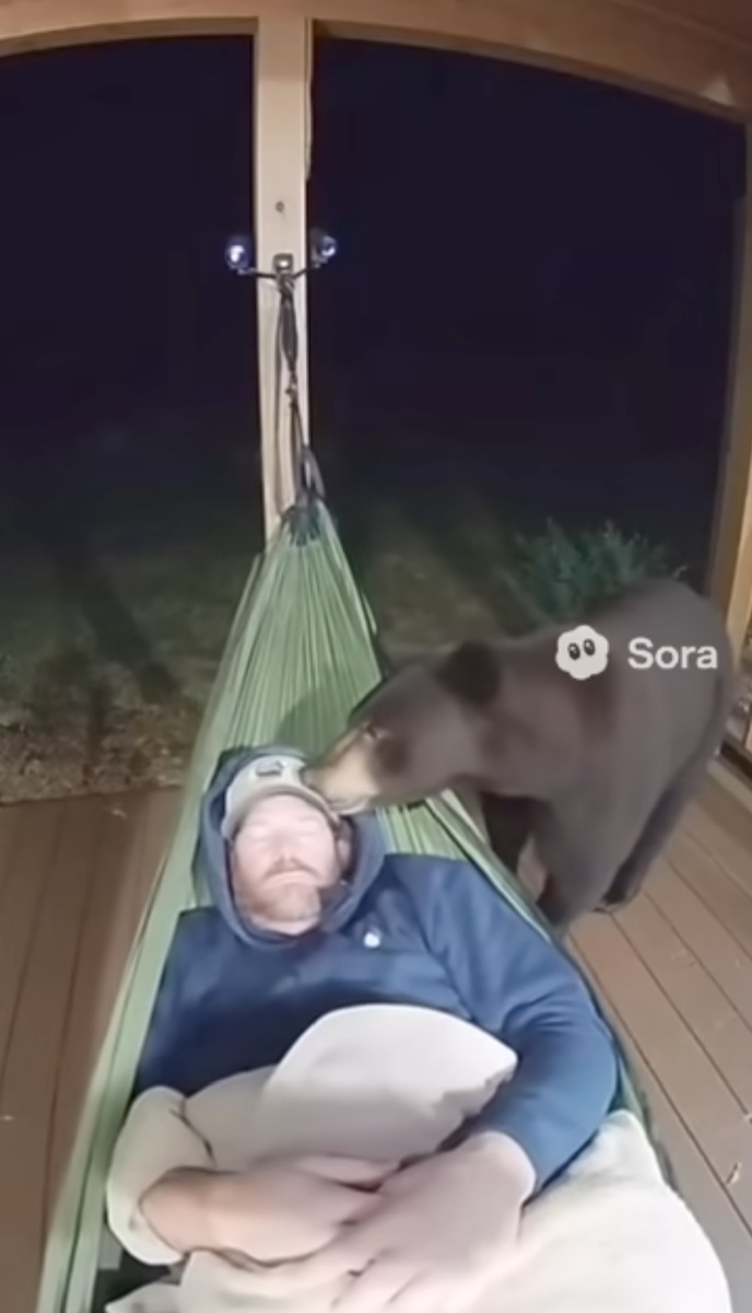 На этом видео мужчина спит в гамаке, его обнюхивает медведь и уходит. И в разных местах мелькает надпись "Sora"