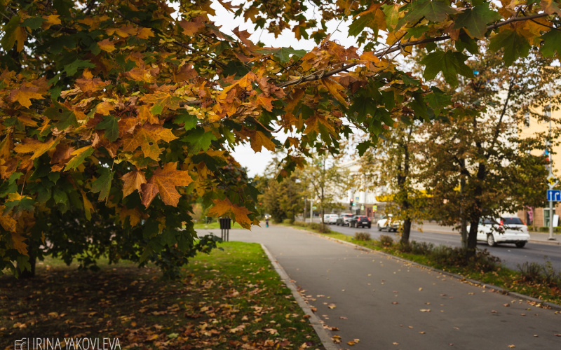    Ирина Яковлева