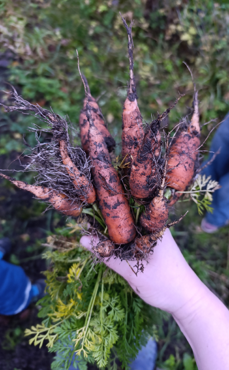 Вырвали остатки морковки, наконец. Дети с удовольствием съели. А я наслаждалась их хрустом. 😄 Это лучшая мотивация учиться выращивать овощи и дальше 