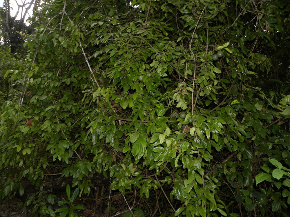 Вот и он, родимый, сейчас повоюем...
