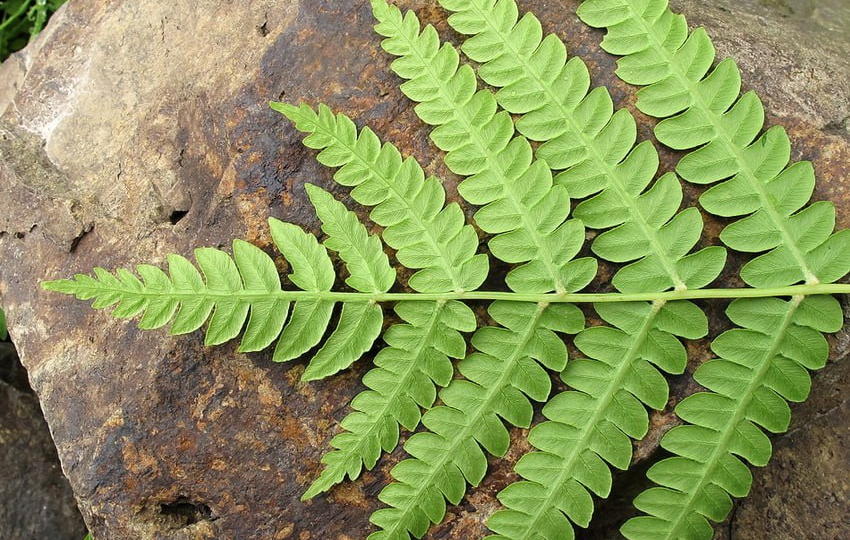 Чистоустник — папоротник, который отказался эволюционировать (и поэтому вымирает)