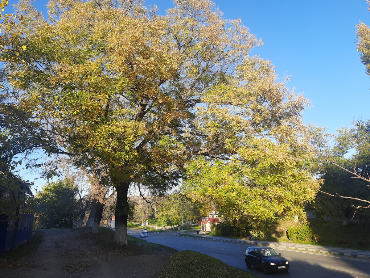 Ноябрь 2025 в Армавире. Из личных архивов