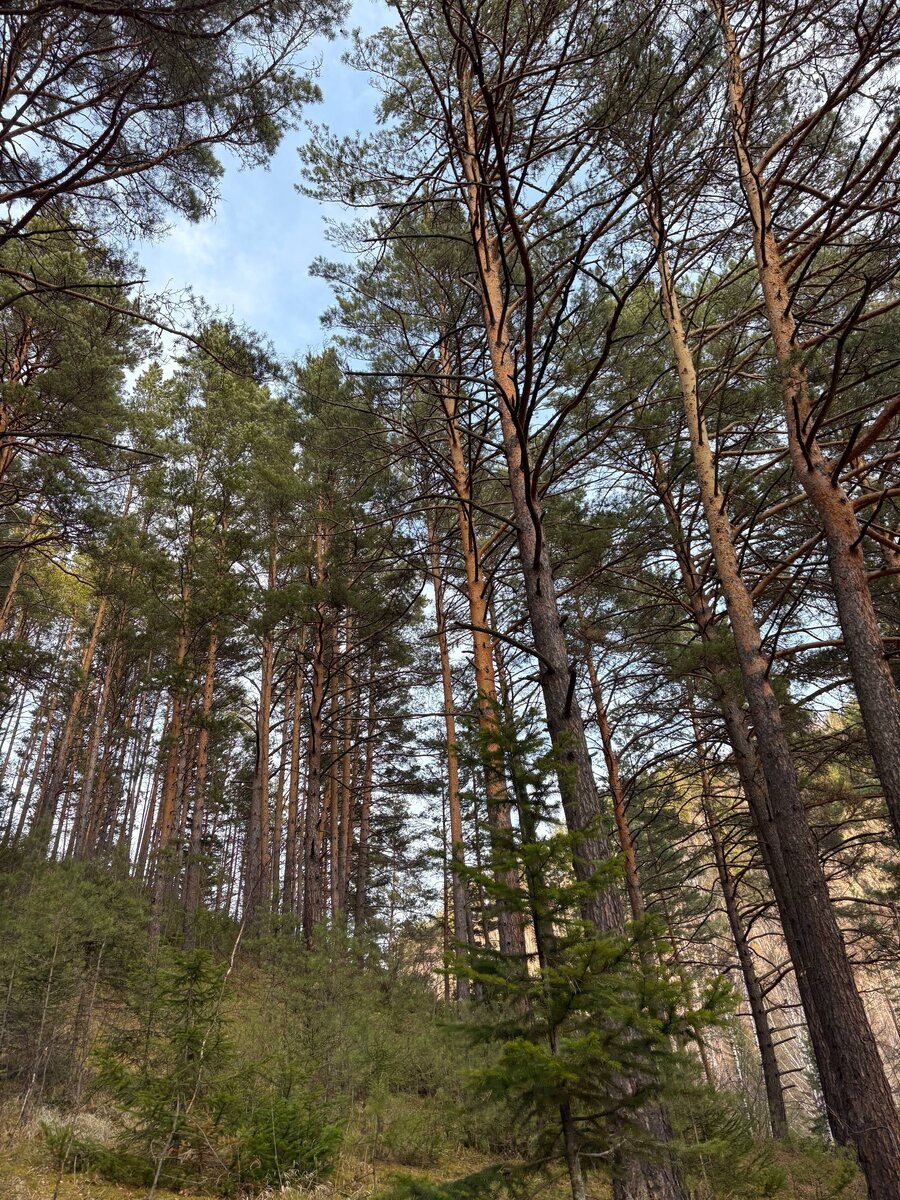 сосновый бор, Макарак