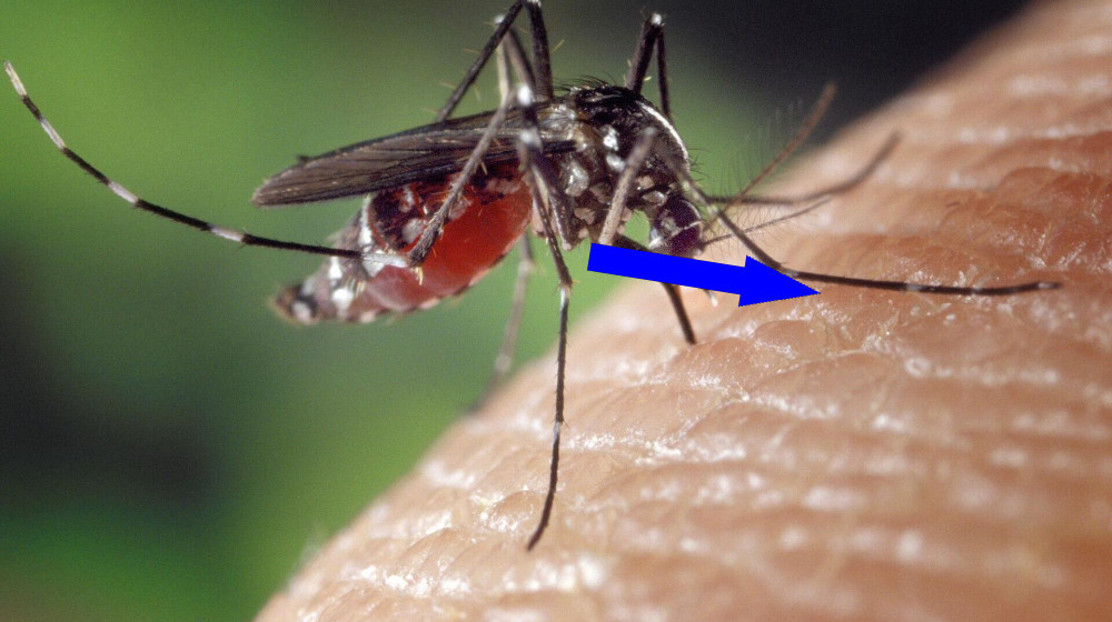    Почему комары выбирают именно тебя и как стать невкусным для них