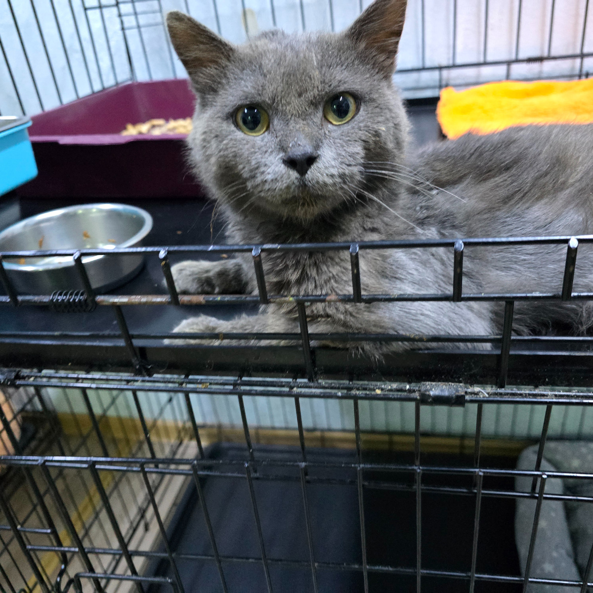 серый котофей смотрит как настоящий бизнесмен