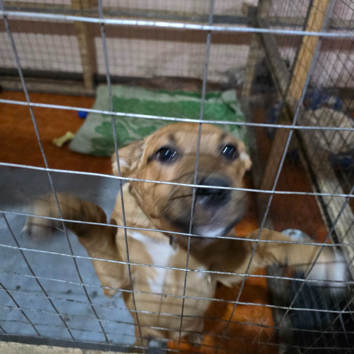 рыжая собачка смеется над котячьими планами