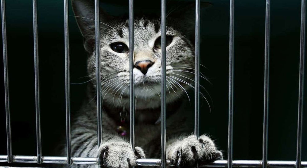 Кот в Тюрьме