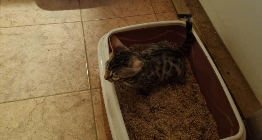    11 ошибок с лотком, которые могут испортить жизнь и вам, и питомцу - запомните и не повторяйте их