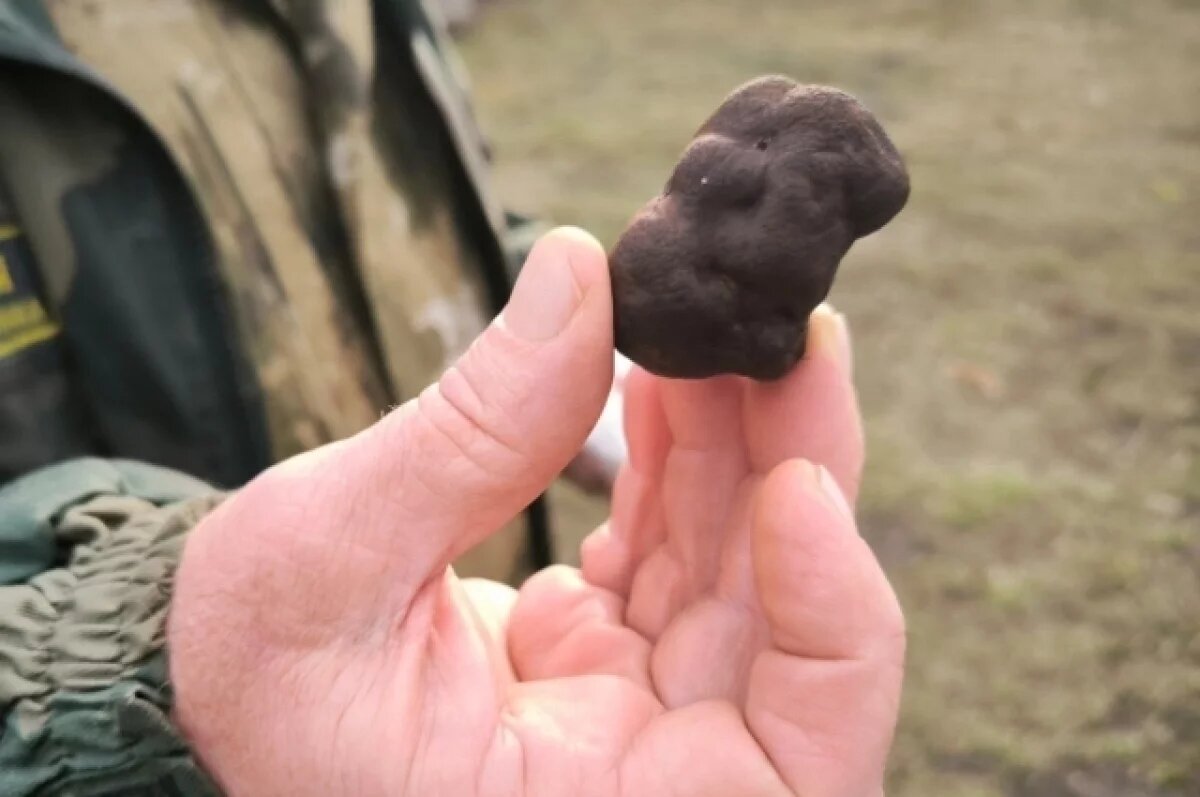    Миколог Вишневский оценил сообщение о появлении в Саратове черного трюфеля