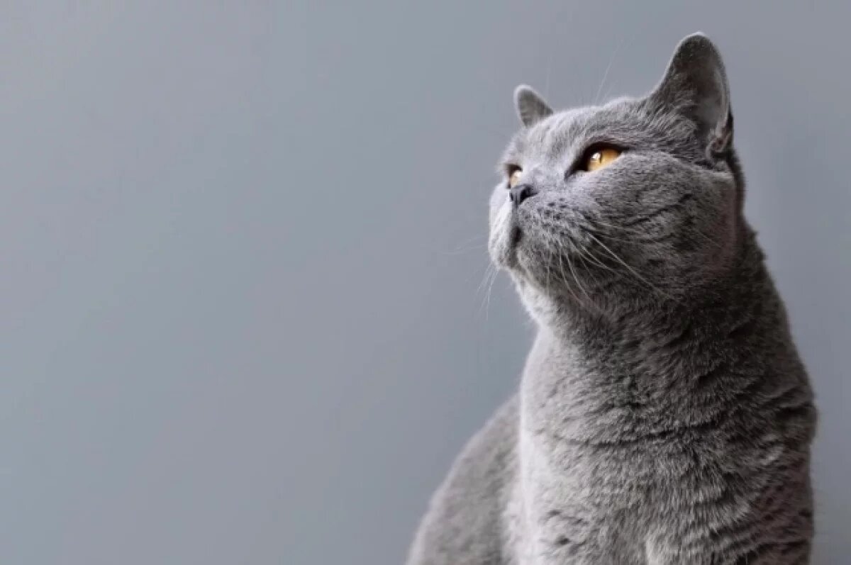    В аэропорту Стамбула спасли сбежавшую кошку российской пассажирки