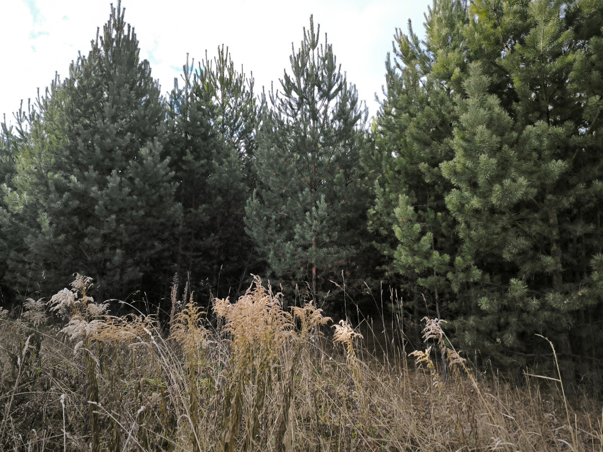 Ну и что там наросло?!