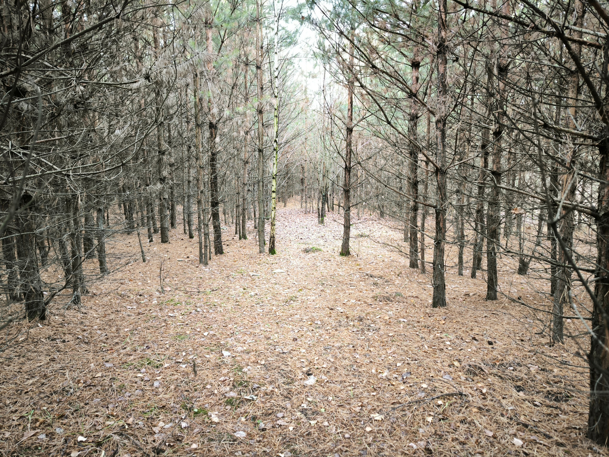 Похоже, ничего