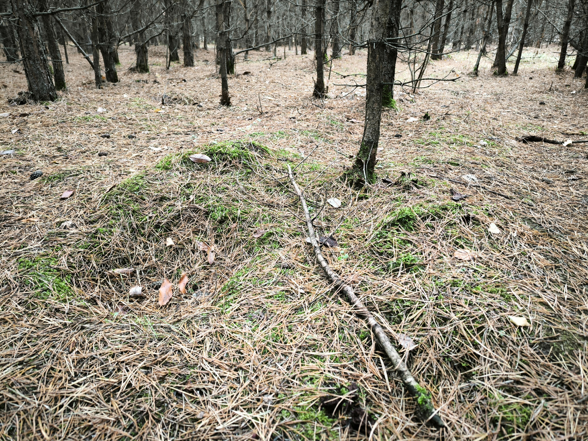 Даже на вот этим мшистых холмиках