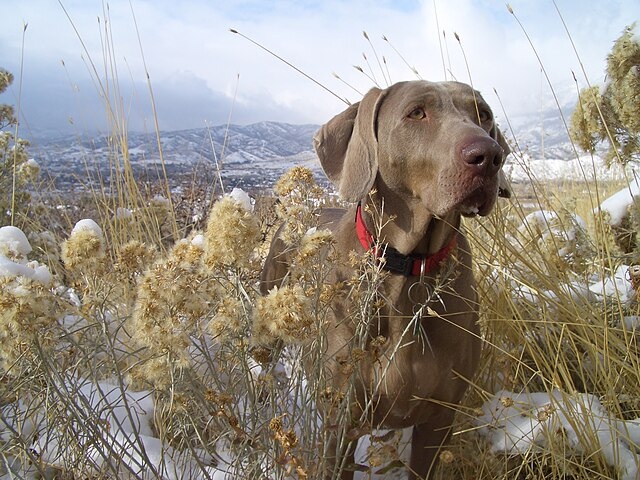 Бладхаунд – удивительная порода с уникальным обликом и выдающимися способностями.