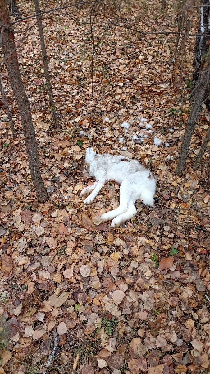 Тетеревятник собирался пообедать этим зайцем. К сожалению, я помешала. Случайно.