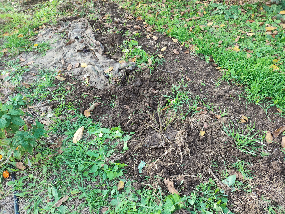 Не очень видно, но тут четыре куста. Пятый посадила вместо шиповника под окнами