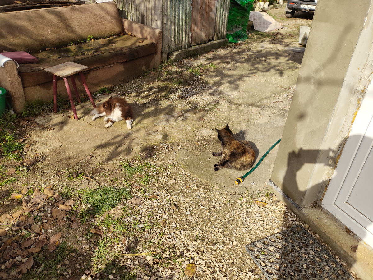 Жтвотные грелись на солнышке