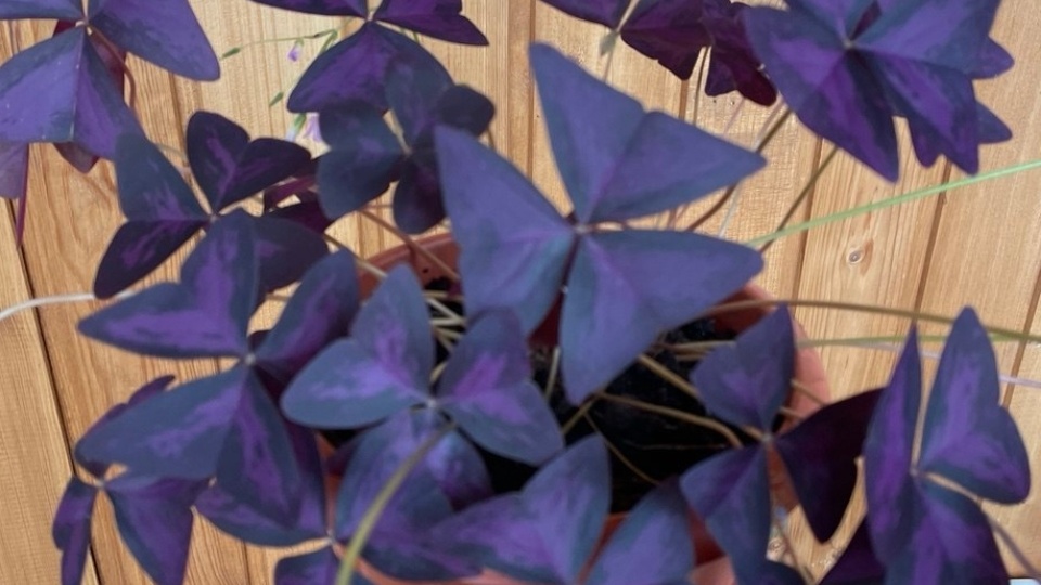 БАБОЧКА-КИСЛИЦА (ОКСАЛИС) - МОЯ НОВАЯ ПОДРУЖКА НА ЗИМНЕМ ПОДОКОННИКЕ.