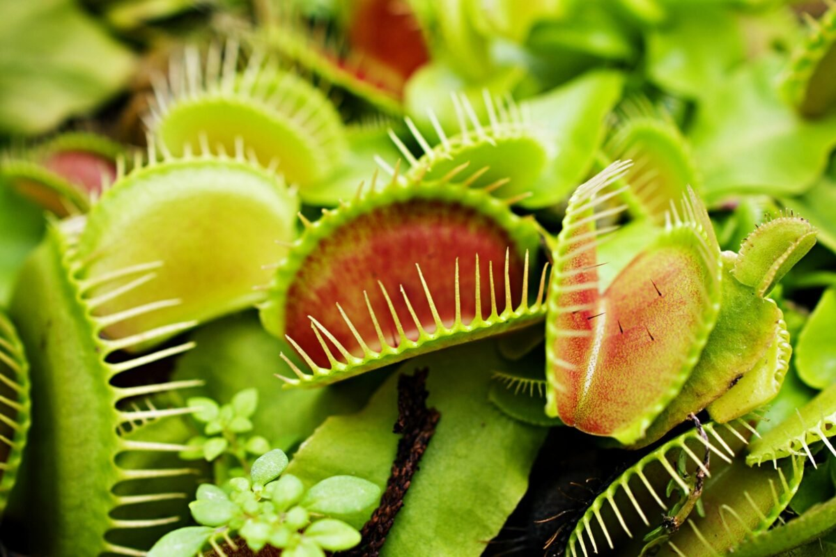 Венерины мухоловки питаются кальцием