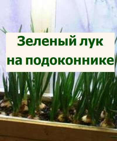 зеленый лук выращиваем зимой