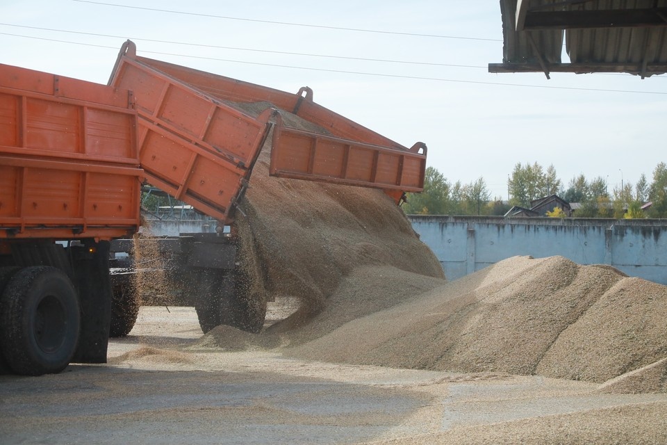    За год цена за тонну зерна серьезно снизилась. Мария ЛЕНЦ