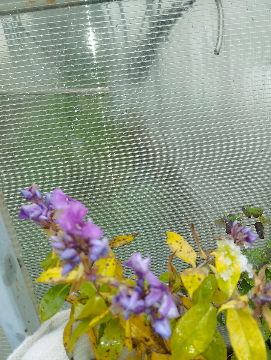 Флоксам не сказали, что ноябрь