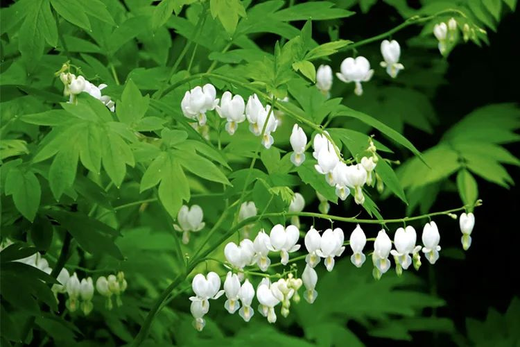 Дицентра великолепная "Альба"