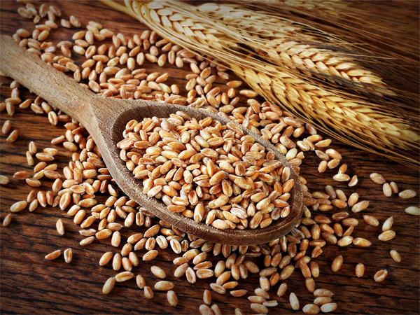 Полба и всё о ней