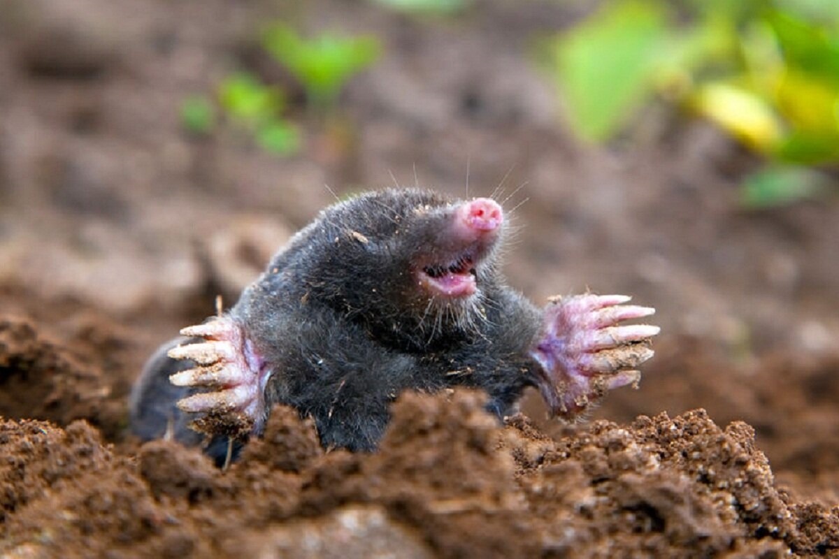 Фото с сайта: https://playbookpro.ru/photo/chem-pitayutsya-krotiy-na-dachnom-uchastke