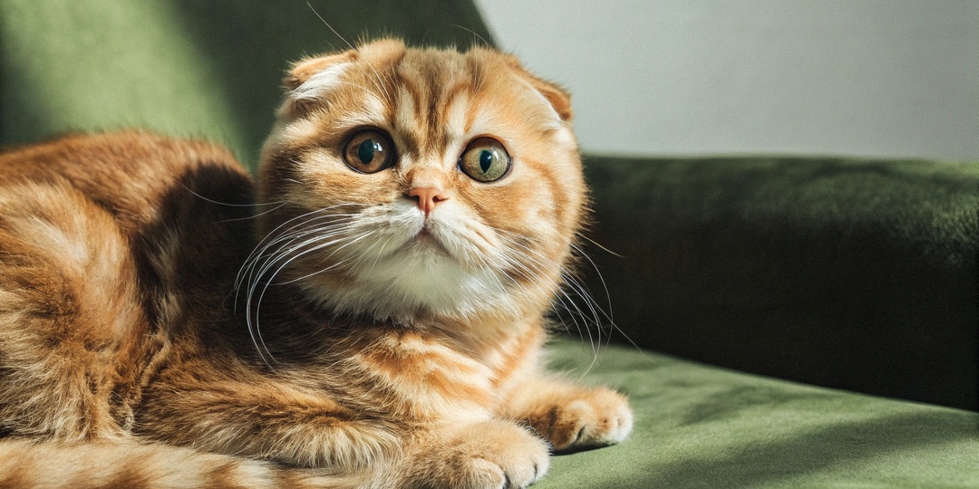 Вислоухость у кошек: как одна мутация создала породу с больными суставами