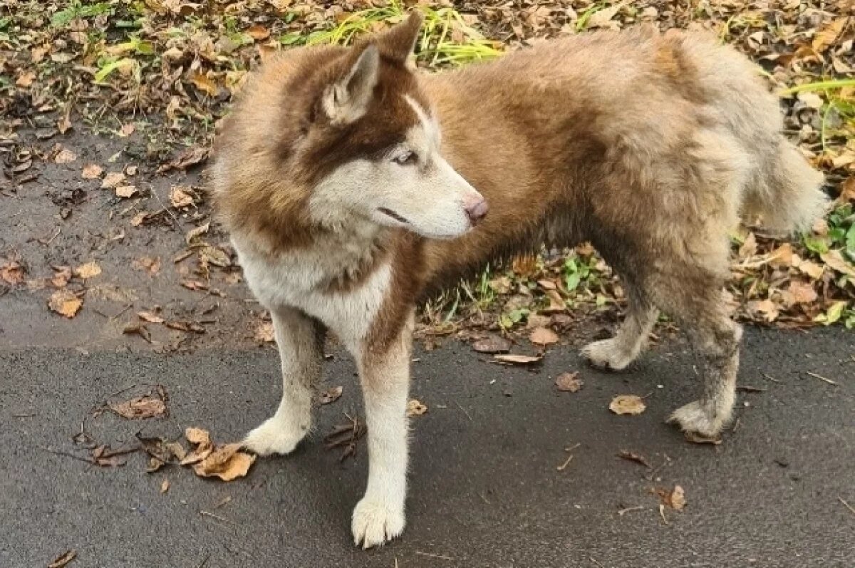    Уфимцы волнуются о судьбе собаки, которая третью неделю ходит по улице