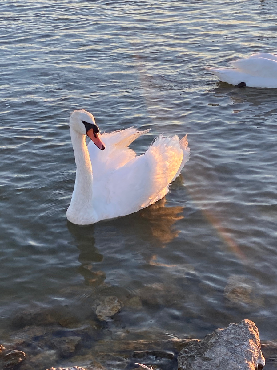 Фото из личного архива: Камышовая бухта в Севастополе место зимовки птиц