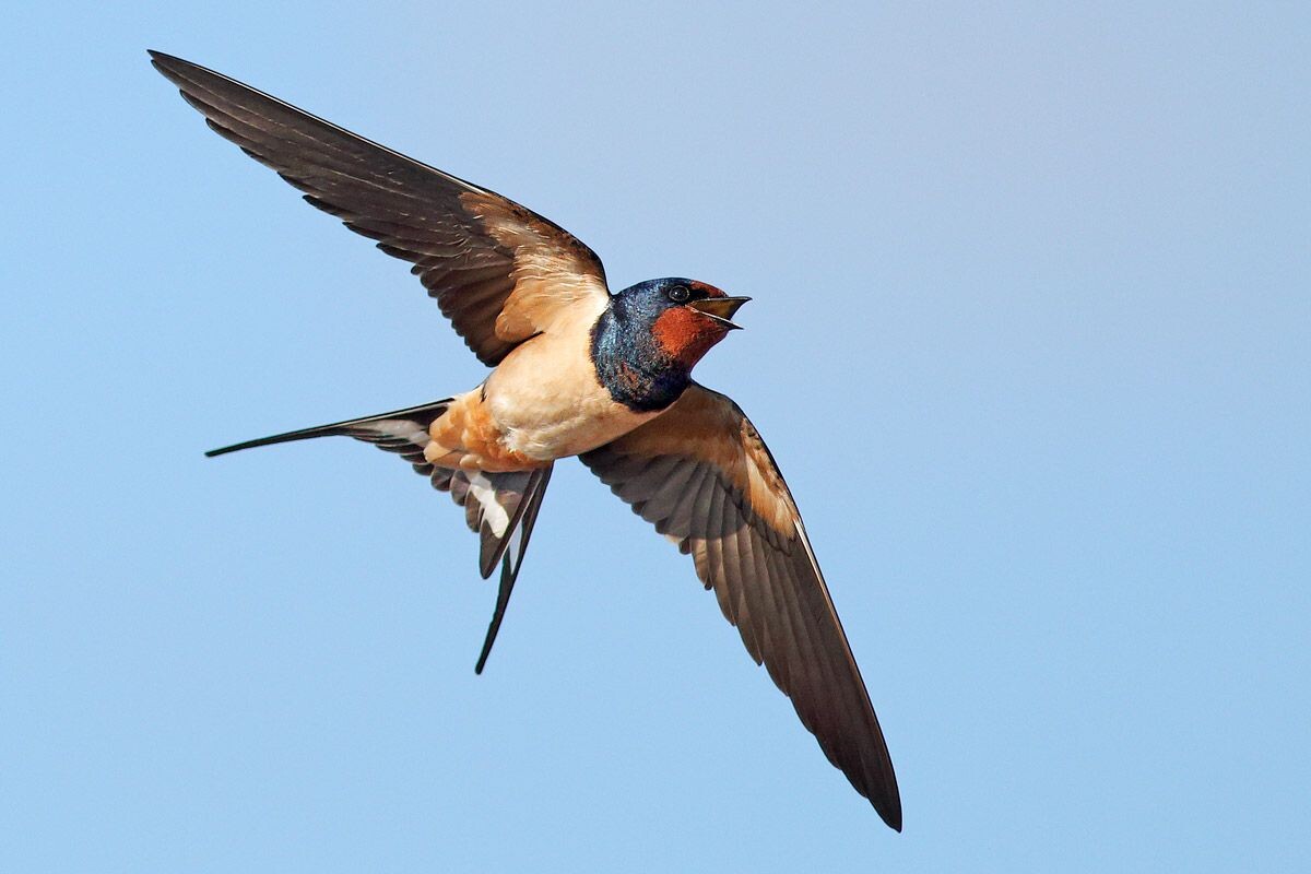 Фото с сайта: https://uk.pinterest.com/pin/985231164562703/