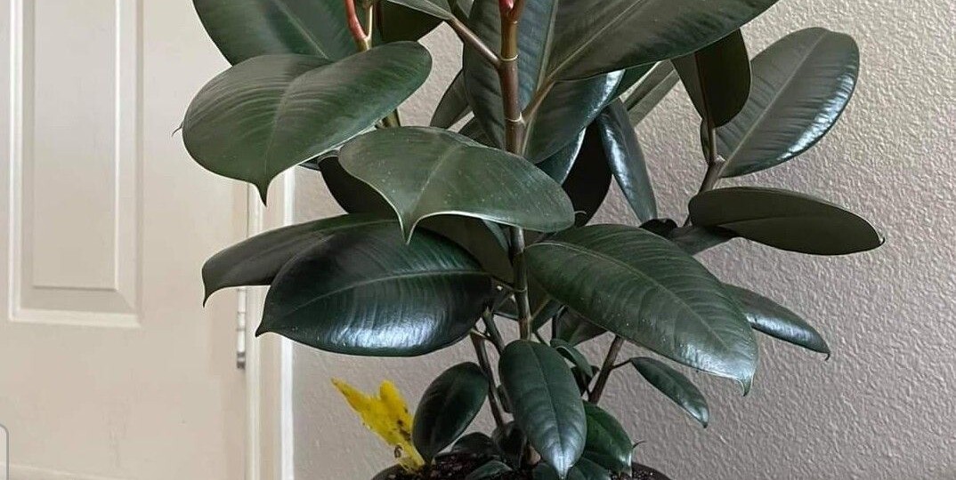 Как обрезать фикус, чтобы он ветвился, а не рос палкой