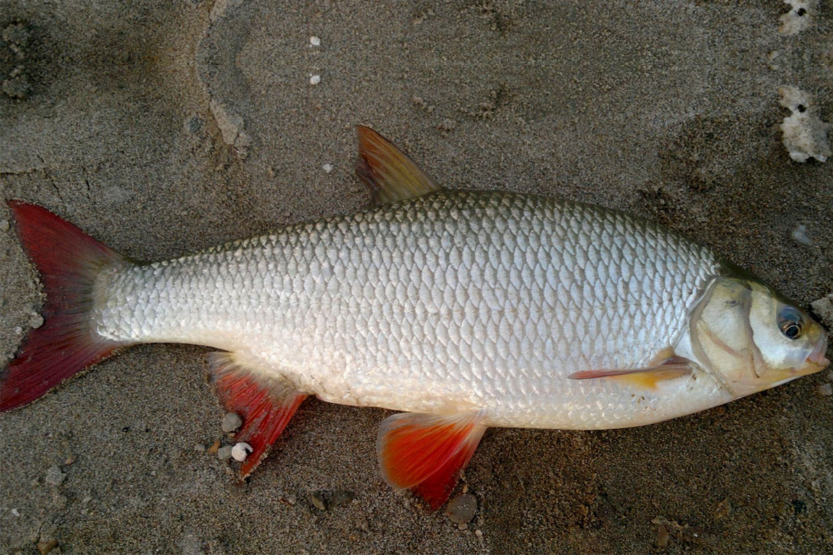 Фото с сайта: https://rybak24.com/vidy-ryb/yaz/44-yaz