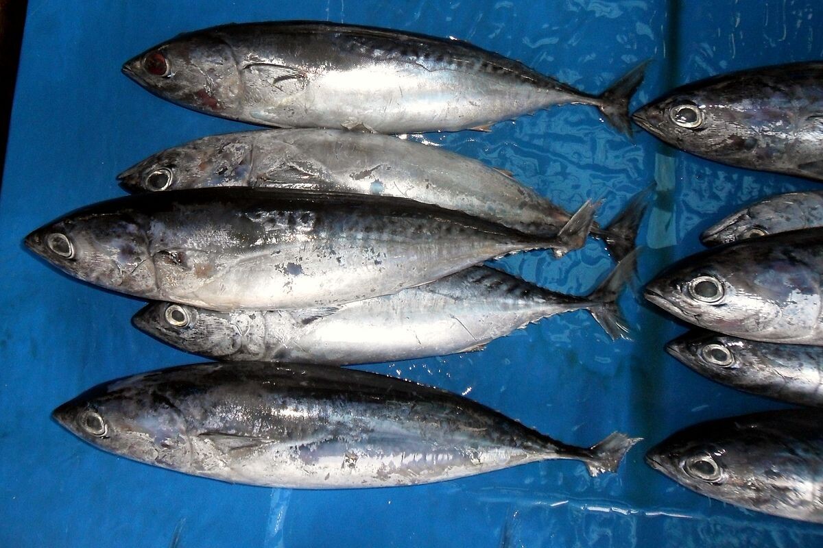 Фото с сайта: https://en.wikipedia.org/wiki/File:Aux_roch_130511-2031_plrtu.JPG