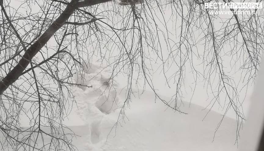    Источник фото: "Вести: Приморье", "Маглипогода"