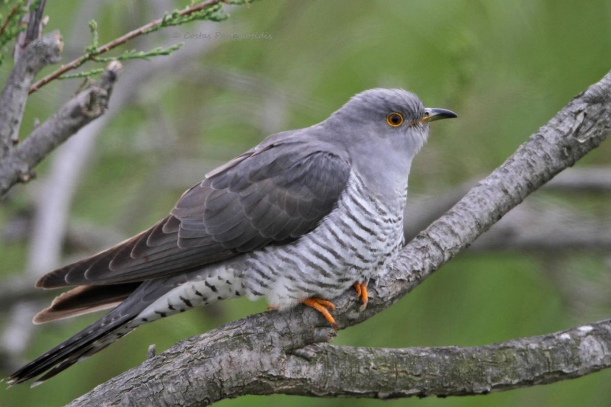 Фото с сайта: https://sneg.top/52596-foto-kartinki-kukushka.html