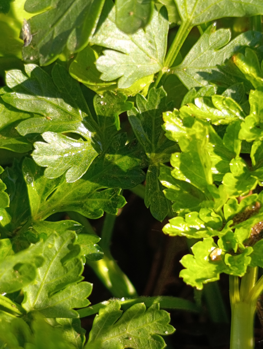 Петрушка - аромат, витамины с ранней весны до поздней осени. Фото автора 