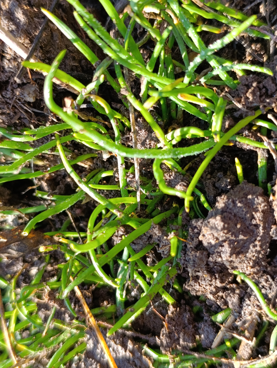 Лучок для здоровья. Фото автора.