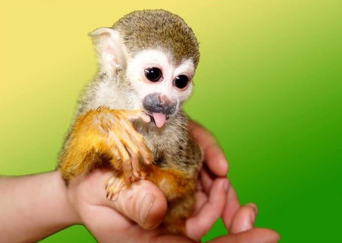 Эти умные глаза-бусинки способны заглянуть прямо в душу. Но что скрывается за этим ангельским личиком?