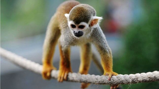 Изящный акробат из джунглей Амазонки: знакомьтесь, саймири — само очарование и грация.