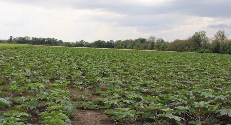    Фото: ФГБУ ЦОК АПК