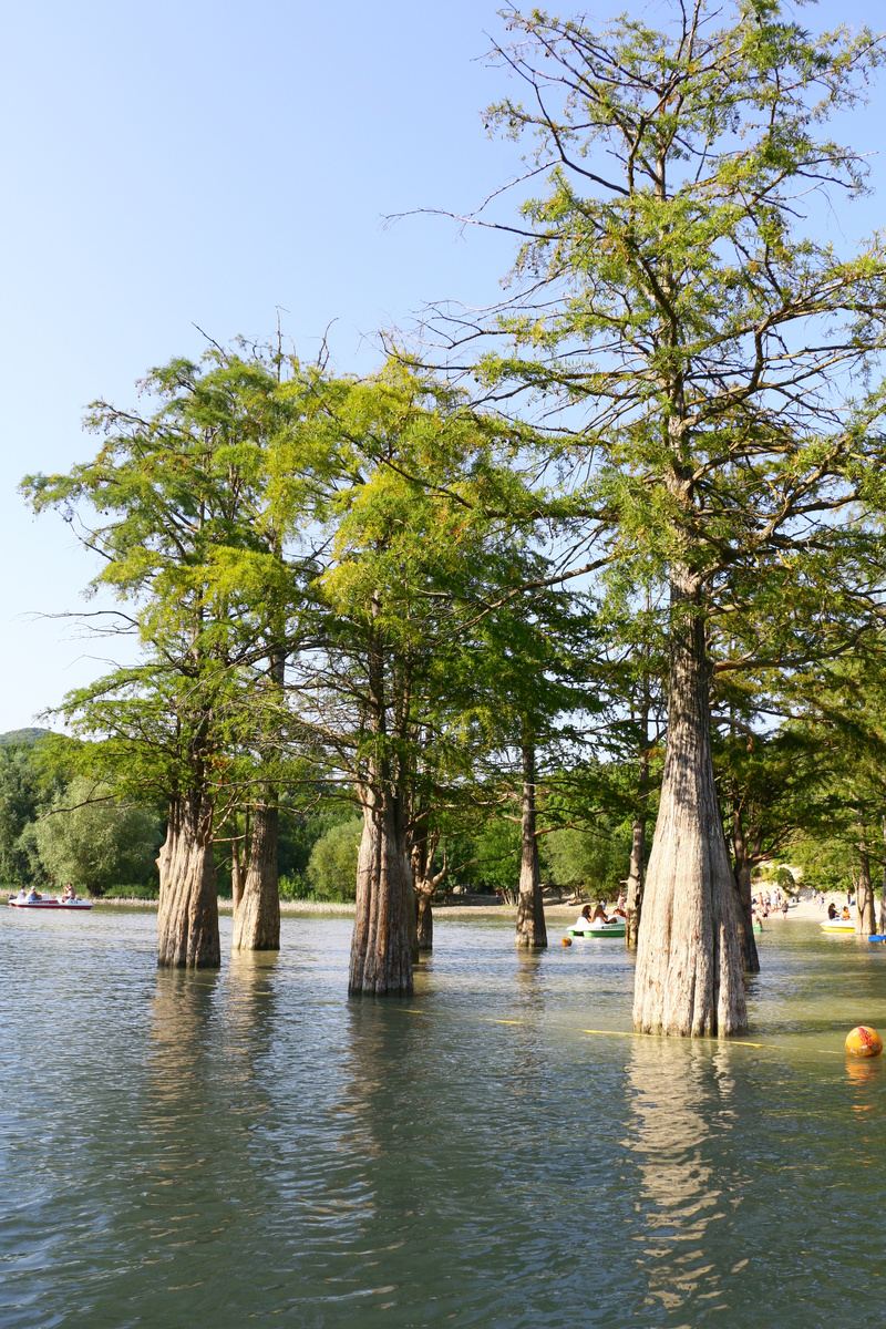 Очень необычная форма деревьев, похожая на бутылочки 